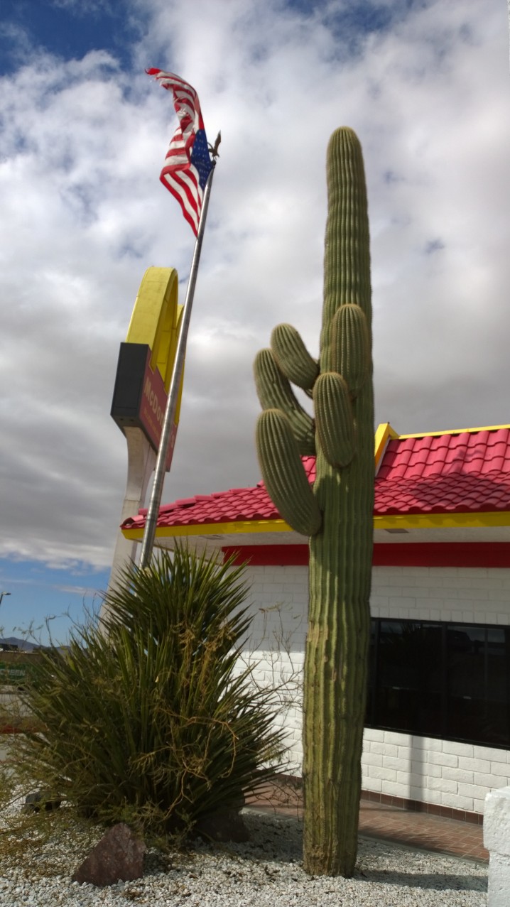 McD-cactus2